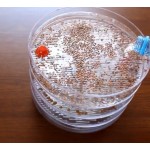 Проращиватель  для зерен и микрогринов  Bio Natura Польша